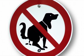 &iquest;Qu&eacute; Pasa Si Mi Perro Hace sus Necesidades Dentro de Casa?