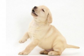 &iquest;Qu&eacute; pasa si quiero un Labrador Retriever?