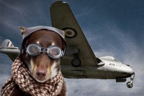 ¿Qué Pasa Si Quiero llevar Mi Perro en Avión?