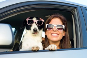 ¿Qué Pasa Si Quiero llevar Mi Perro en Coche?