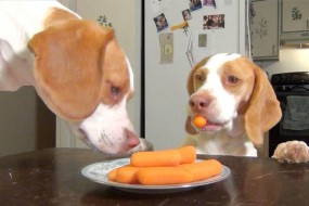 &iquest;Qu&eacute; Pasa Si Mi Perro Roba y Pide Comida?