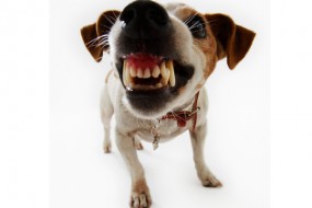 &iquest;Qu&eacute; Pasa Si Mi Perro Es Agresivo?