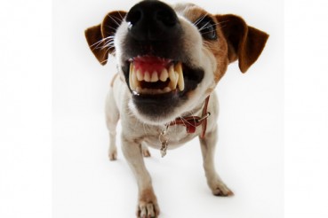 &iquest;Qu&eacute; Pasa Si Mi Perro Es Agresivo?