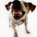 ¿Qué Pasa Si Mi Perro Es Agresivo?