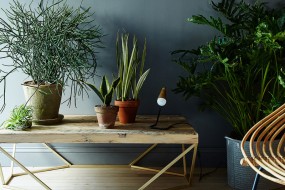 &iquest;Qu&eacute; Pasa Si mis Plantas de Interior Mueren?