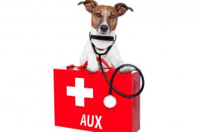 &iquest;Qu&eacute; Pasa Si Mi Perro se ha Herido?