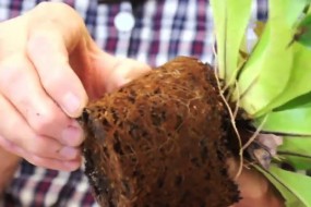 ¿Qué Pasa Si Quiero Transplantar una Planta?