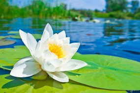 ¿Qué Pasa Si me Tatúo una Flor de Loto?